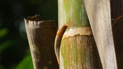 Triboniophorus graeffei