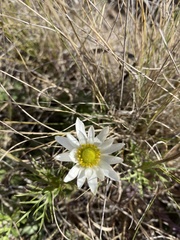 Anemone decapetala