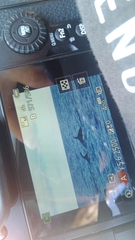 Balaenoptera borealis