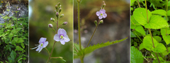 Veronica urticifolia