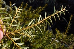 Podocarpus