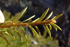 Podocarpus