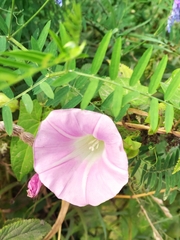 Calystegia sepium spectabilis