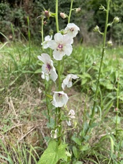 Verbascum blattaria