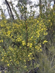 Acacia brachybotrya