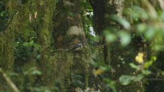 Rhipidura albiscapa