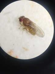 Drosophila repleta