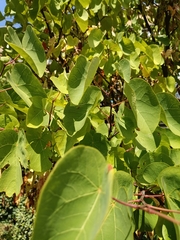 Cercis siliquastrum