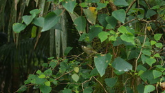 Meliphaga lewinii