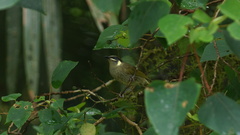 Meliphaga lewinii