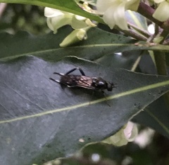 Exaireta spinigera