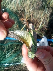 Locusta migratoria