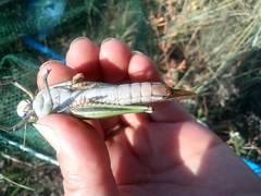 Locusta migratoria