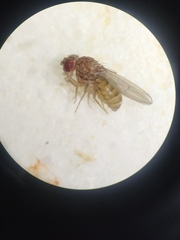 Drosophila repleta
