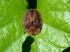 Laccoptera ruginosa