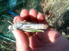 Locusta migratoria
