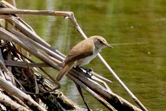 Acrocephalus gracilirostris