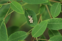 Triadica cochinchinensis