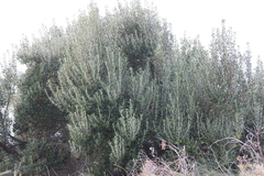 Olearia traversiorum