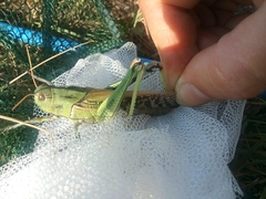 Locusta migratoria
