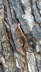 Thyropygus allevatus