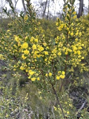 Acacia brachybotrya