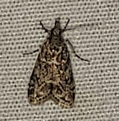 Eudonia heterosalis