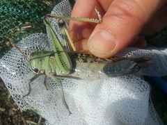 Locusta migratoria