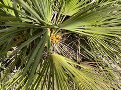 Chamaerops humilis