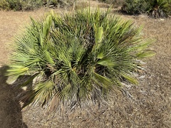Chamaerops humilis