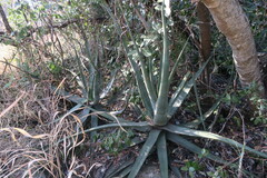 Aloe cryptopoda