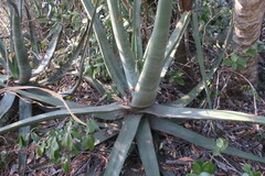 Aloe cryptopoda