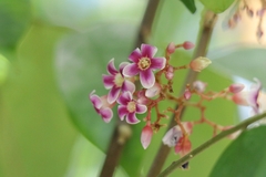 Averrhoa carambola