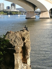 Anhinga novaehollandiae