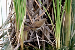Acrocephalus gracilirostris