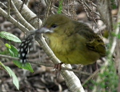 Ploceus capensis