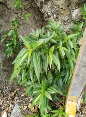 Boehmeria densiflora