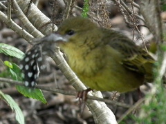 Ploceus capensis