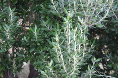 Olearia traversiorum