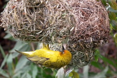 Ploceus capensis