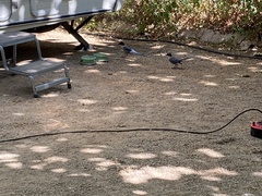 Cyanopica cooki