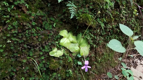 Pinguicula moranensis (Pinguicula moranensis)