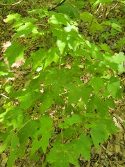 Acer rubrum