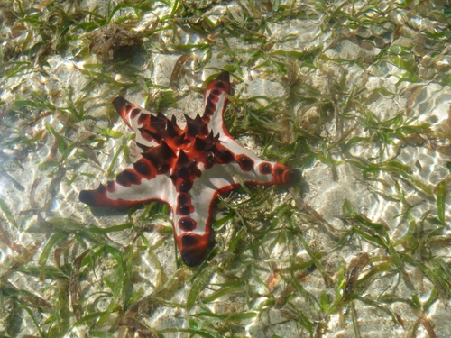 Chocolate Chip Sea Star, photo 2 of 7