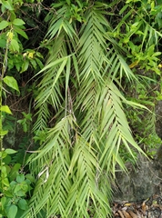 Arundo formosana