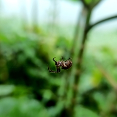Araneidae