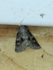 Oligia minuscula