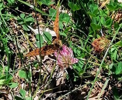 Argynnis niobe