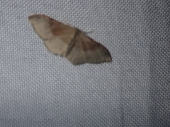 Idaea degeneraria