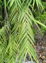 Arundo formosana